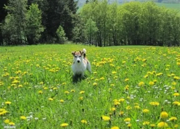Haus Bergzicht Apartment *